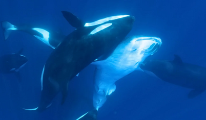 Katil balinalar, büyük beyaz köpekbalıklarını avlıyor: İki tür karşılaştığında, zirvede yalnızca biri kalır