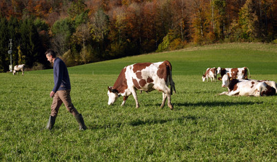 Trump tarifeleri İsviçre'de süt krizi yarattı, inekler erken kesime gönderilmeye başladı