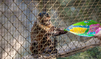 The New Yorker yazdı: ABD’de maymun firarı, hayvan deneyleri tartışmasını alevlendirdi