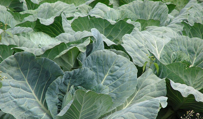 Karalahanayı çiğ mi alırsınız, pişmiş mi?