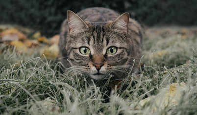 Yeni Zelanda'dan 'katliam' planı: Yabani kediler '2050'ye kadar yok edilecek türler' listesine eklendi