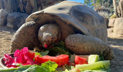 İki Dünya Savaşı ve 20 ABD Başkanı gördü: San Diego Hayvanat Bahçesi’nin en yaşlı sakini Gramma, hayatını kaybetti