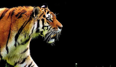 Nüfus azalıyor, kriz derinleşiyor: Son 5 yılda ayda ortalama 9 kaplan kaçakçılık operasyonlarında ele geçirildi