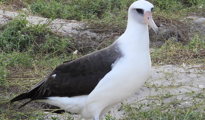 En ünlü kuşlardan biriyle tanışın: 75 yaşındaki albatros Wisdom, yuvasına döndü