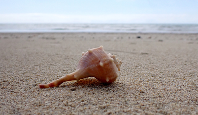 İspanya'da bulunan deniz kabukları bilinen en eski müzik aletlerinden biri olabilir