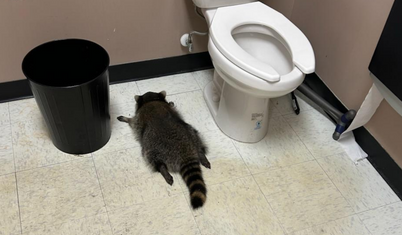 İçki dükkânını birbirine katan sarhoş rakun tuvalette sızdı