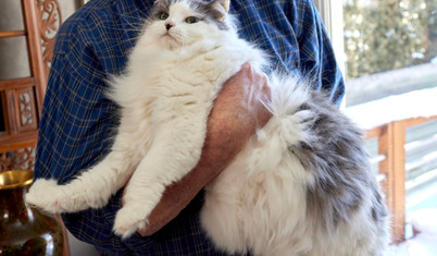 Miyav-1 araştırması başladı: Kediler için de zayıflama ilacı geliyor