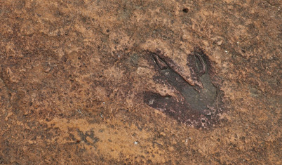 İtalya'da 200 milyon yıl öncesinden kaldığı düşünülen binlerce dinozor ayak izi keşfedildi