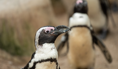 Güney Afrika'da 60 bin penguen aç kaldığı için hayatını kaybetti