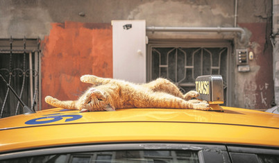İstanbul’un kedileri Amazon’da ilk sırada