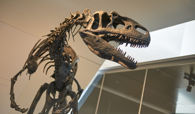 1,7 milyon dolara satın alınan dinozor fosili ABD'deki müzeye bağışlandı