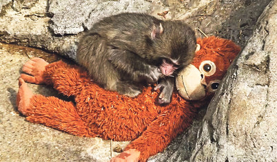 Maymun Punch yalnız değil