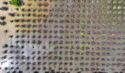 İzmir'deki sağanak tarım arazilerini su altında bıraktı: Domates, pamuk, mısır ekimi gecikti