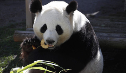 'Panda diplomasisi' geri döndü: Çin iki pandayı ABD’ye uğurladı