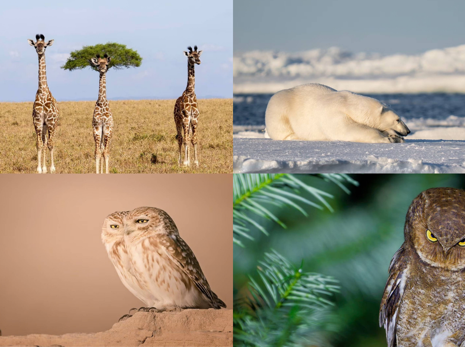 Doğanın en komik anları: 2026 Comedy Wildlife finalistleri belli oldu
