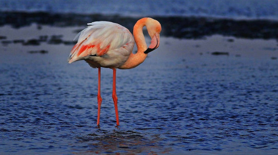 Tuz Gölü'ndeki flamingolar için can suyu