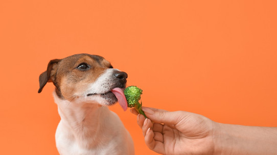 Temel besinleri doğru miktarlarda tükettikleri sürece köpekler vegan olabilir
