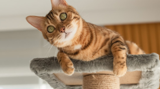 Washington Post yazdı: Kediler neden yüksek yerleri sever?