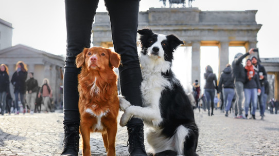 Almanya köpek sahiplerinden yıllık 400 milyon euro vergi topluyor
