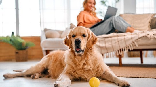 Köpekler sadece insanlara değil, oyuncaklarına da vefalı