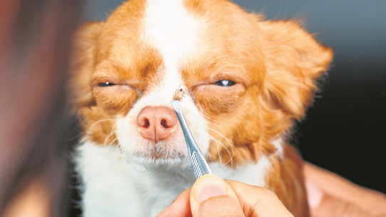 Kene, köpekler ve koltuk sevdalıları