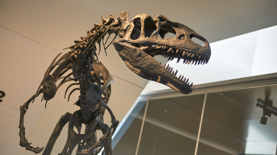 1,7 milyon dolara satın alınan dinozor fosili ABD'deki müzeye bağışlandı