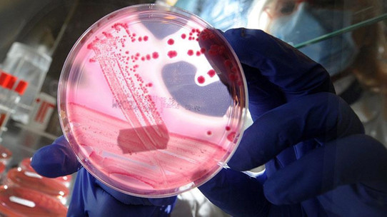 Farelerdeki pankreas tümörünü yok etmişti: 'Üçlü' kanser ilacının klinik deneyleri için 30 milyon euroya ihtiyaç var