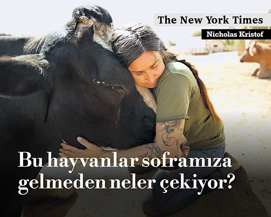Bu hayvanlar soframıza gelmeden neler çekiyor?