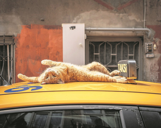 İstanbul’un kedileri Amazon’da ilk sırada