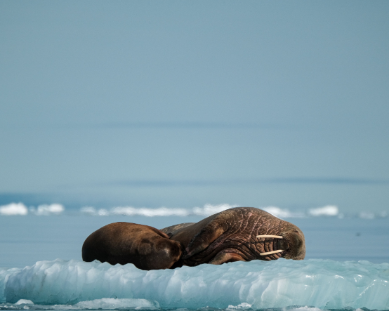 Arktik tarihin en sıcak yılını yaşadı: Isınma rekoru, zincirleme etkiler yarattı