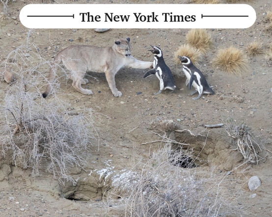 Ekosistemde beklenmeyen değişiklik: Pumalar dağlarda penguen avlamaya başladı
