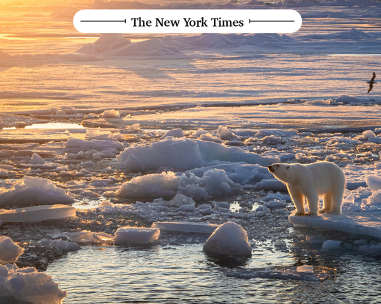 Svalbard’da şaşırtan tablo: Buzlar eridi, kutup ayıları kilo aldı