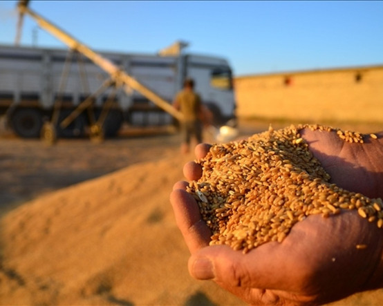 Buğdayda yeni dönem: TMO stokları günlük satışa açılıyor