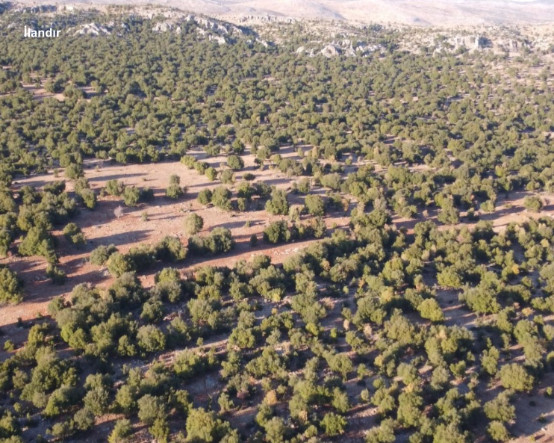 Amazon’dan Türkiye’ye 1,5 milyon avro destek: Deprem bölgesinde ekosistemler yeniden onarılacak