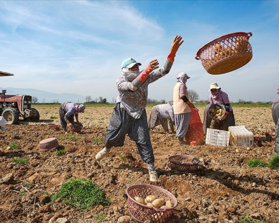 Çiftçiler zamanla yarışıyor: Patates deposu Ödemiş'te hasat ve ekim aynı döneme denk geldi