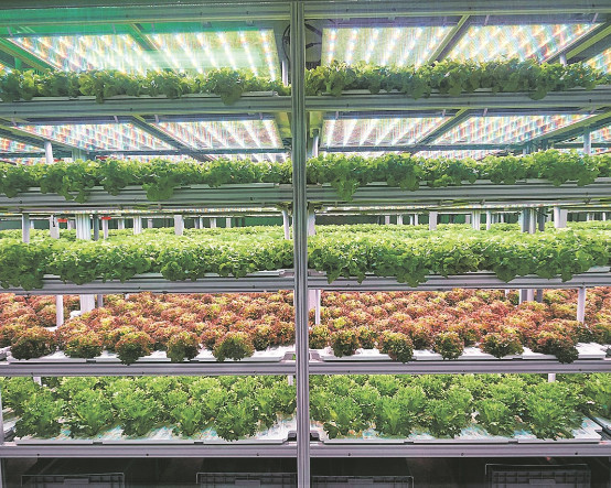 Tarımın geleceği doğayı taklit eden dikey tarım çiftliklerinde