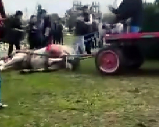 Atlara şiddet uygulayan şüphelilere hayvan barınağında çalışma cezası