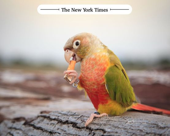 Bazı kuşlar neden sigara alışkanlığı geliştiriyor gibi görünüyor?