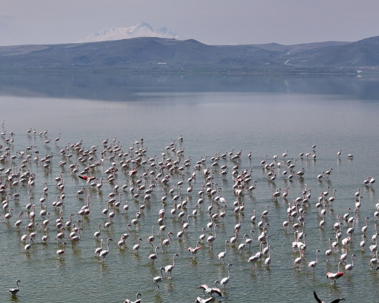 Yağışlar can verdi, Tuzla Palas Gölü'nde yıllar sonra flamingolar görülmeye başlandı
