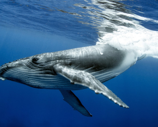 Almanya’daki kambur balina için umutlar tükendi: Yetkililer "onurlu veda" istedi, çevresi yasak bölge ilan edildi