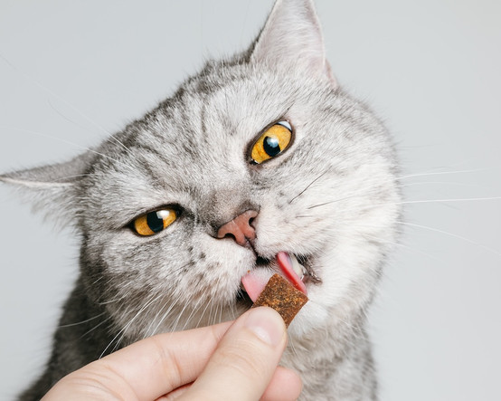 Yeni araştırma: Kediler tabaklarında neden mama bırakıyor?