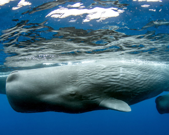 İspermeçet balinalarının dili insan diline oldukça benziyor: İletişim kurulabilir mi?