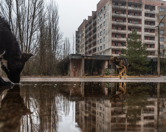 40 yıl önce, 40 yılın ardından: Çernobil insanlar için tehlikeli ama yine de hayat dolu