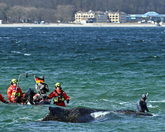Almanya’da karaya vuran balina için tartışmalı kurtarma planı