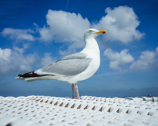 Belçika'da sıra dışı şampiyona: 15 ülkeden 70 katılımcı en iyi martı sesini çıkarmak için yarıştı
