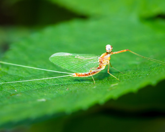 Gılgamış Destanı'nda adı geçiyor: Mayıs sineğinin 300 milyon yıllık dansının sırrı çözüldü
