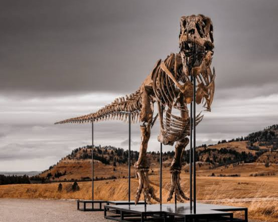 Milyarderler birbirine girdi: 67 milyon yıl önce yaşamış T-rex şimdiye kadar satılan en pahalı dinozor olabilir