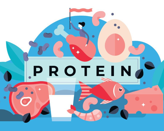 Protein yapı taşı, egzersiz inşa emri