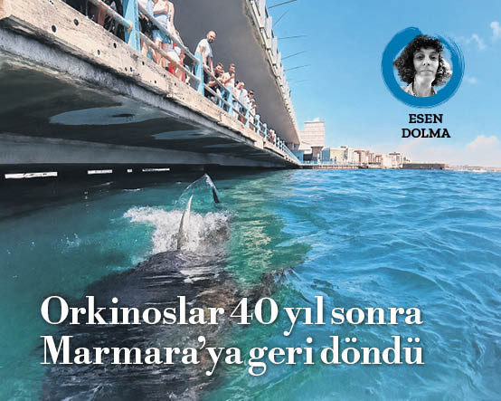 Marmara’nın kayıp devleri Haliç’te göründü