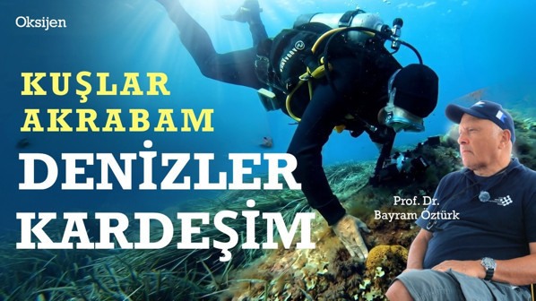 Yurtdışında ücretli, Türkiye’de çöp: Ekolojik plaj | Deniz çayırları ve mercanlar | Bayram Öztürk